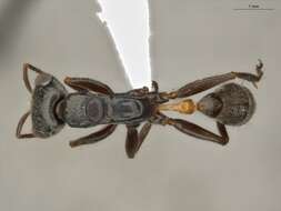 Image of Pseudomyrmex