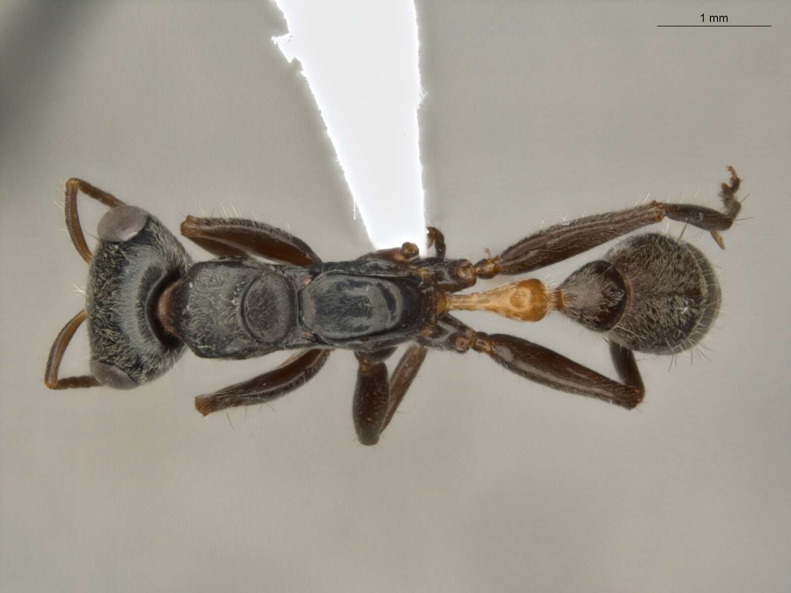 Image of Pseudomyrmex