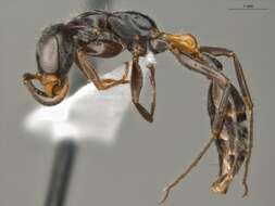 Image of Pseudomyrmex