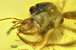 Image of Aquilomyrmex huangi