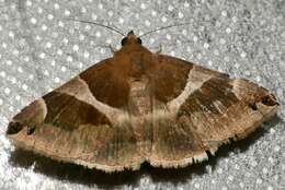 Image of Dysgonia algira Linnaeus 1767