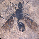 Image of Paraphaenogaster wuttkei