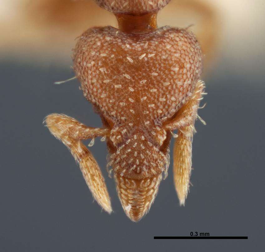 Image of <i>Strumigenys karawajewi</i>