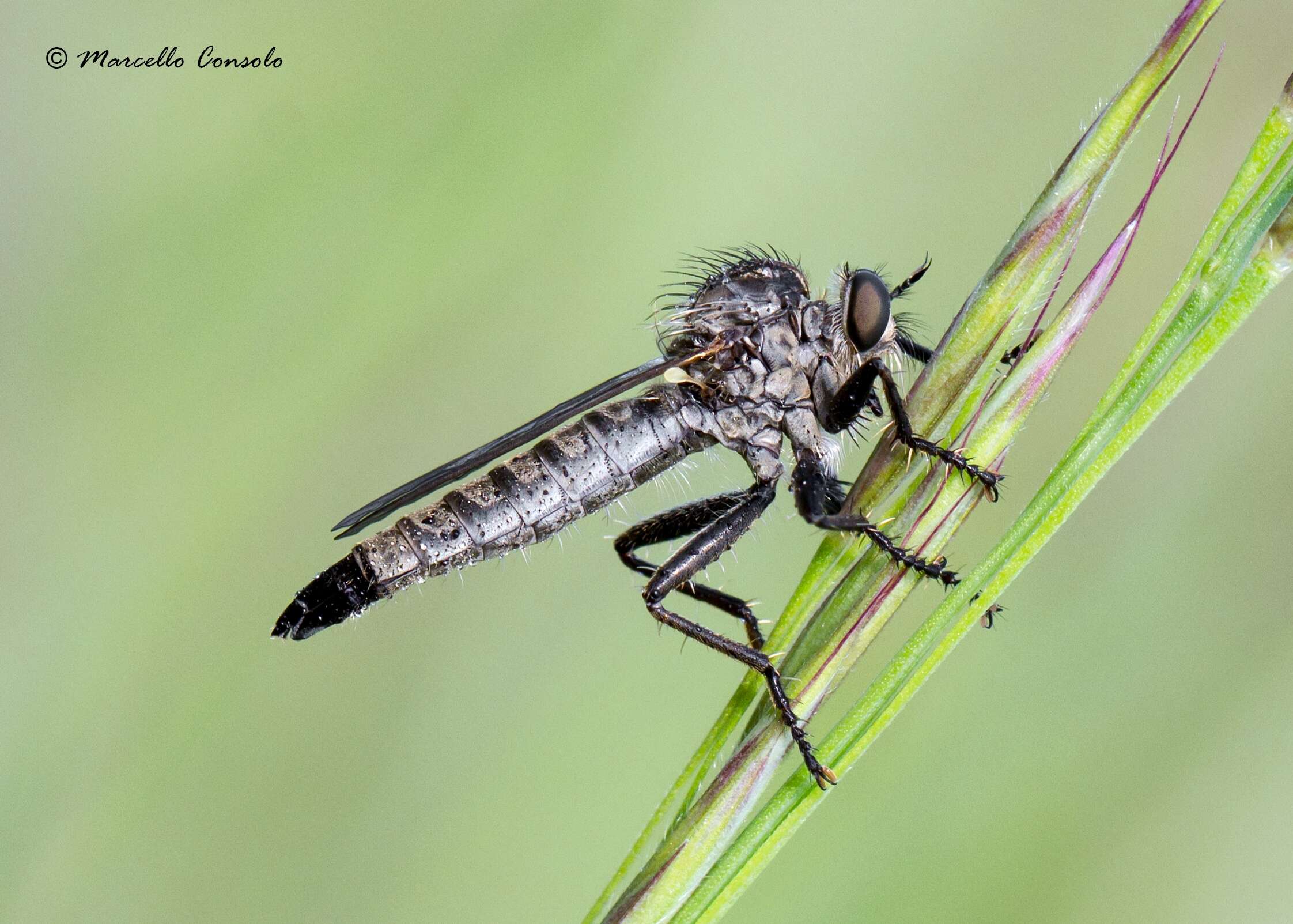 Image of Dysmachus fuscipennis (Meigen 1820)