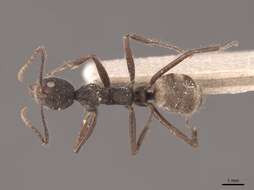 Image of Dolichoderus bidens (Linnaeus 1758)