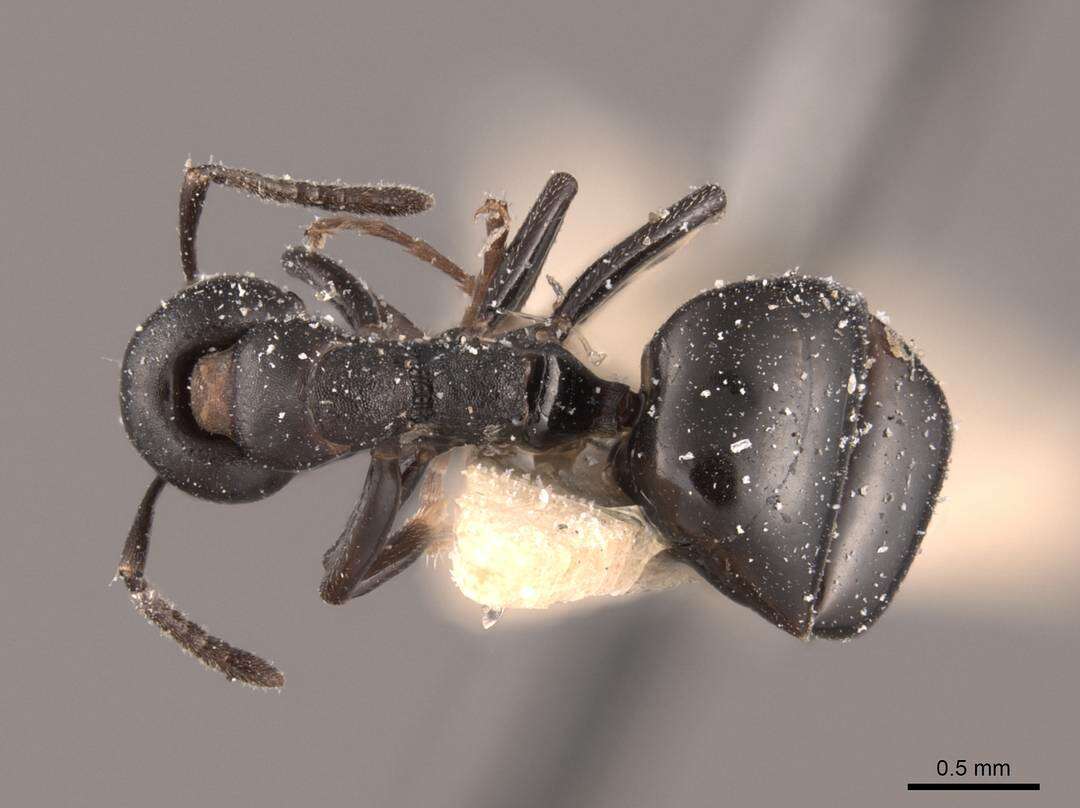 Image of Dolichoderus taschenbergi (Mayr 1866)