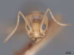 Image of Pyramid Ants