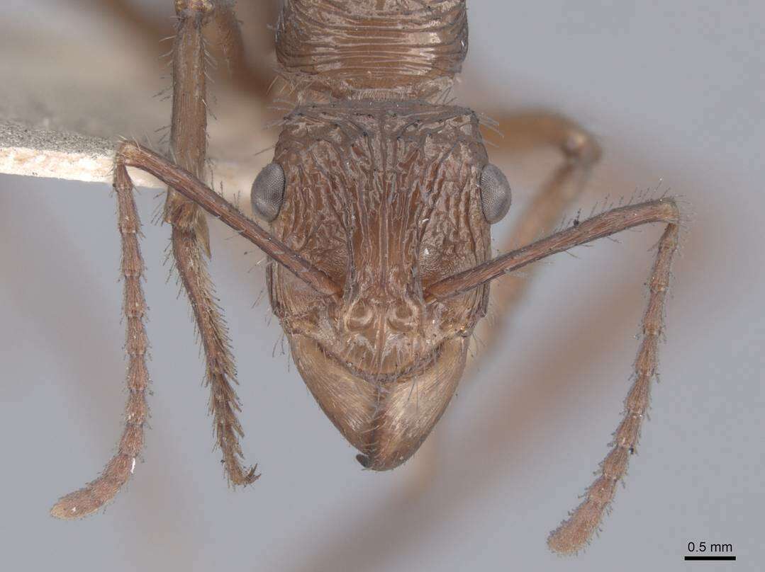 Ectatomma tuberculatum (Olivier 1792)的圖片