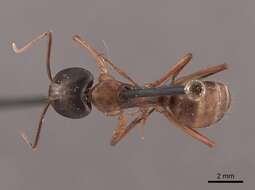 صورة Camponotus americanus Mayr 1862