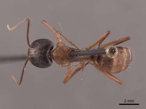 صورة Camponotus americanus Mayr 1862