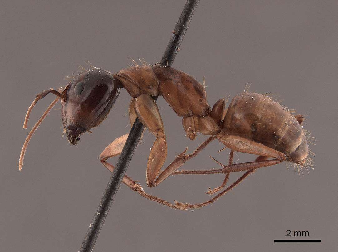 صورة Camponotus americanus Mayr 1862