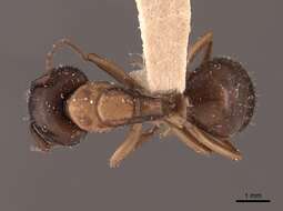 Image of Camponotus clarithorax Creighton 1950