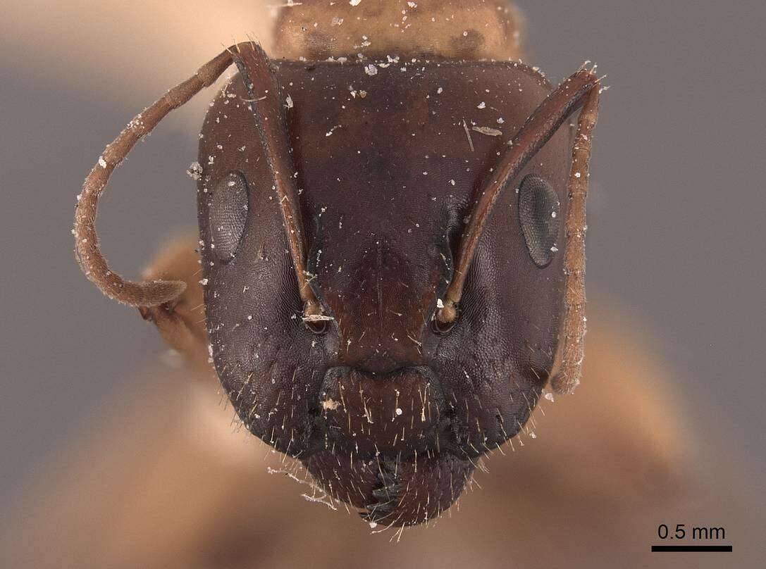 صورة Camponotus clarithorax Creighton 1950