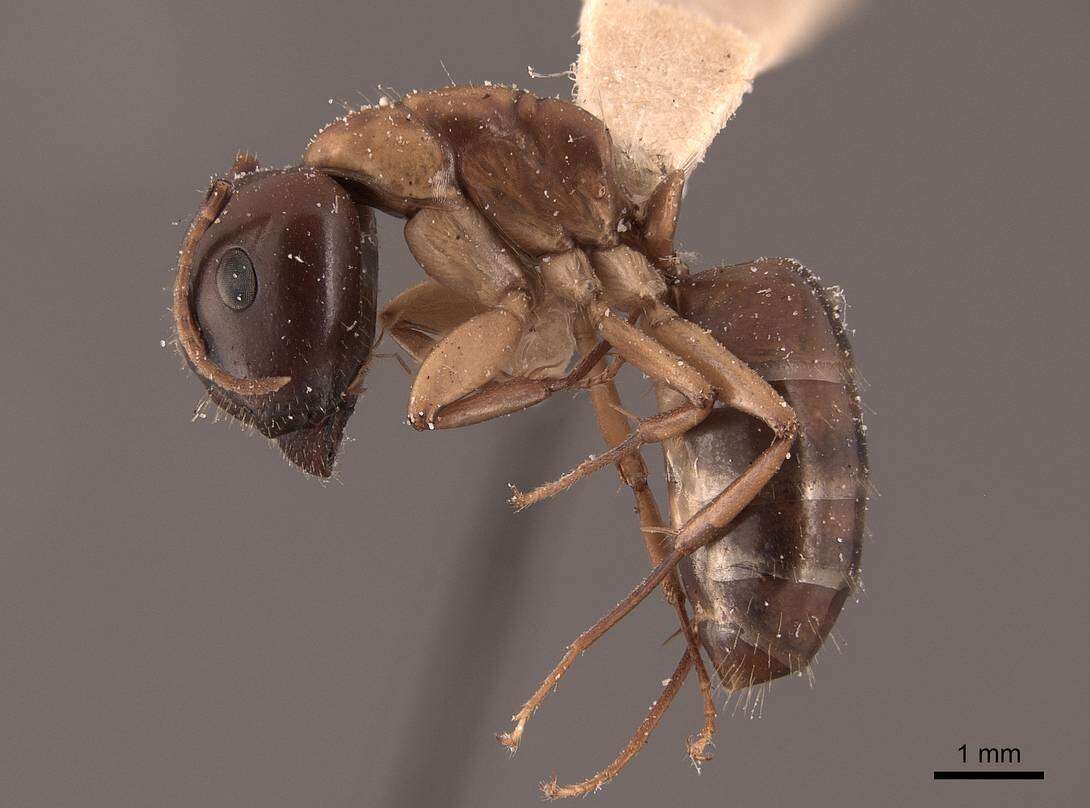 صورة Camponotus clarithorax Creighton 1950