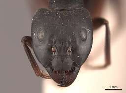 Image of Camponotus compressus (Fabricius 1787)