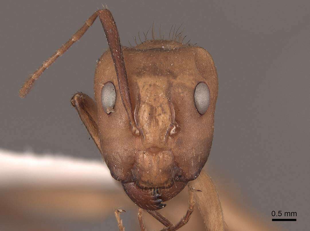 Image of Camponotus fumidus Roger 1863