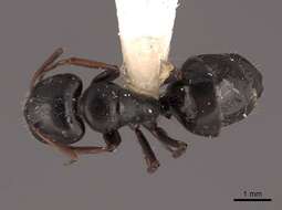 Camponotus gestroi Emery 1878的圖片