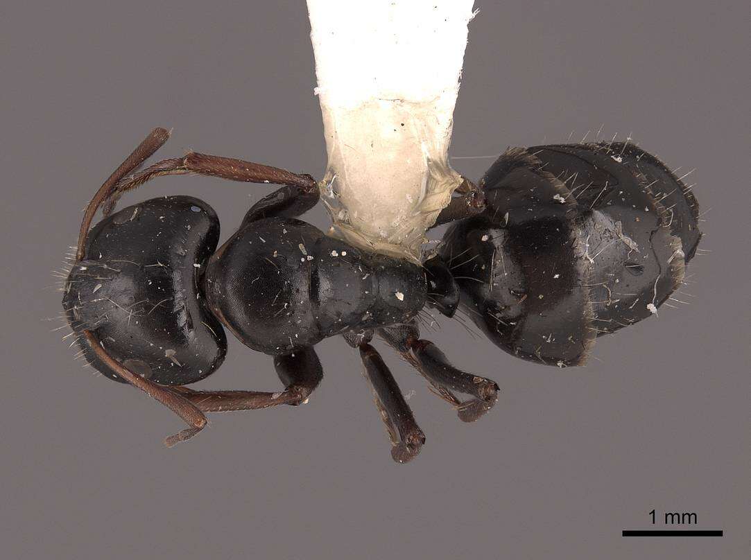 Plancia ëd Camponotus gestroi Emery 1878