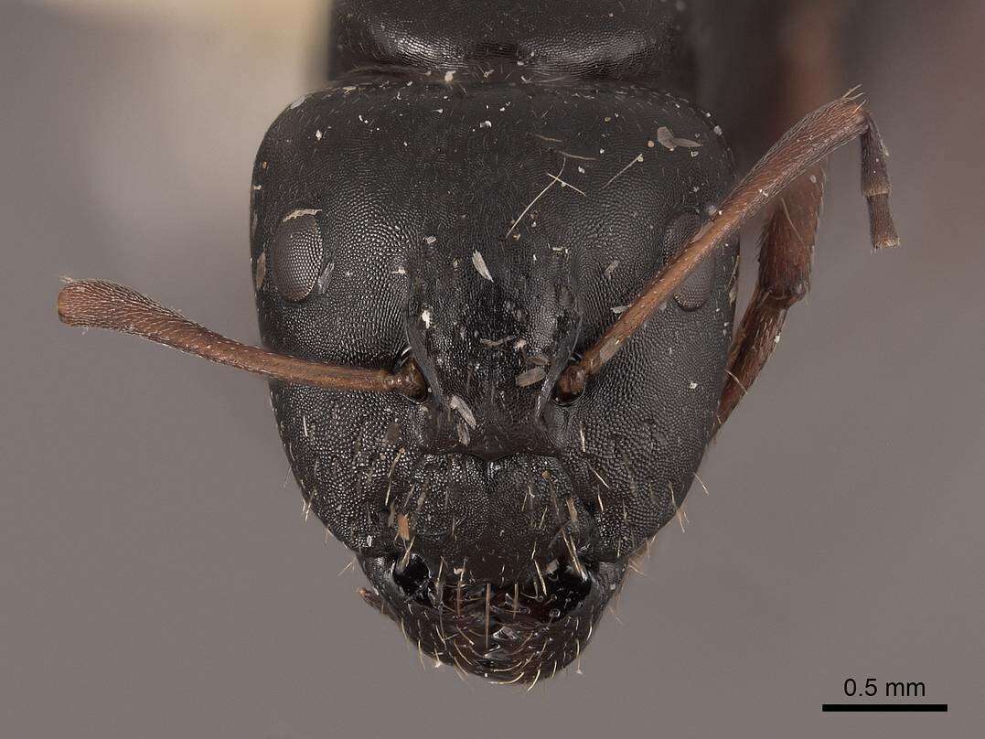 Camponotus gestroi Emery 1878的圖片