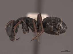 Plancia ëd Camponotus gestroi Emery 1878