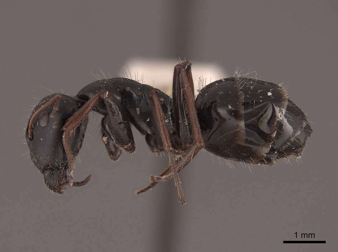 Plancia ëd Camponotus gestroi Emery 1878