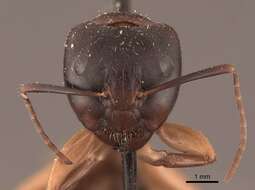 Imagem de Camponotus chromaiodes Bolton 1995