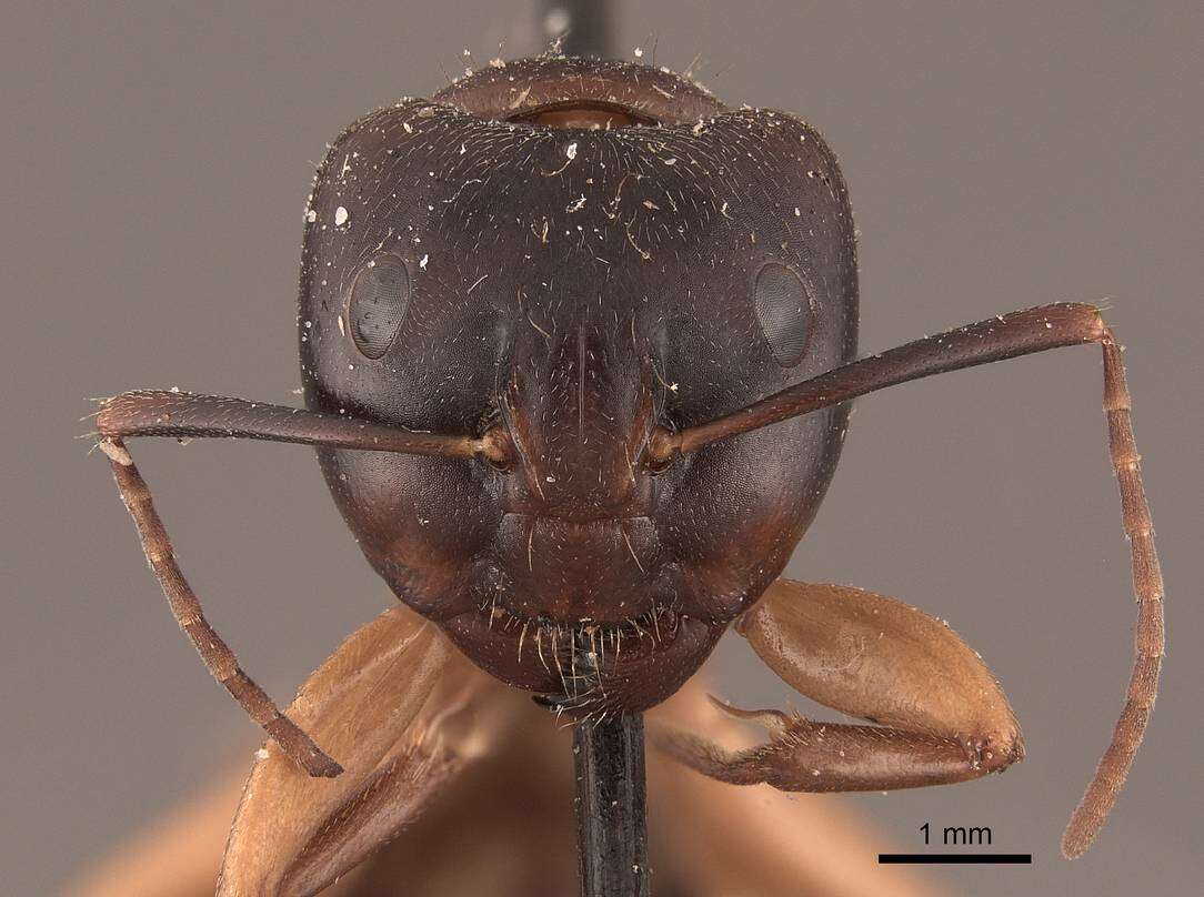 Plancia ëd Camponotus chromaiodes Bolton 1995