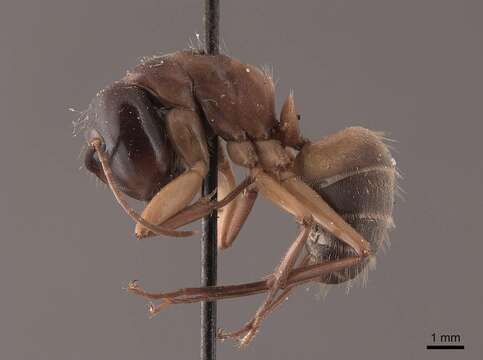 Imagem de Camponotus chromaiodes Bolton 1995