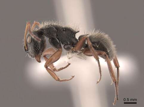 Image of Camponotus mucronatus Emery 1890