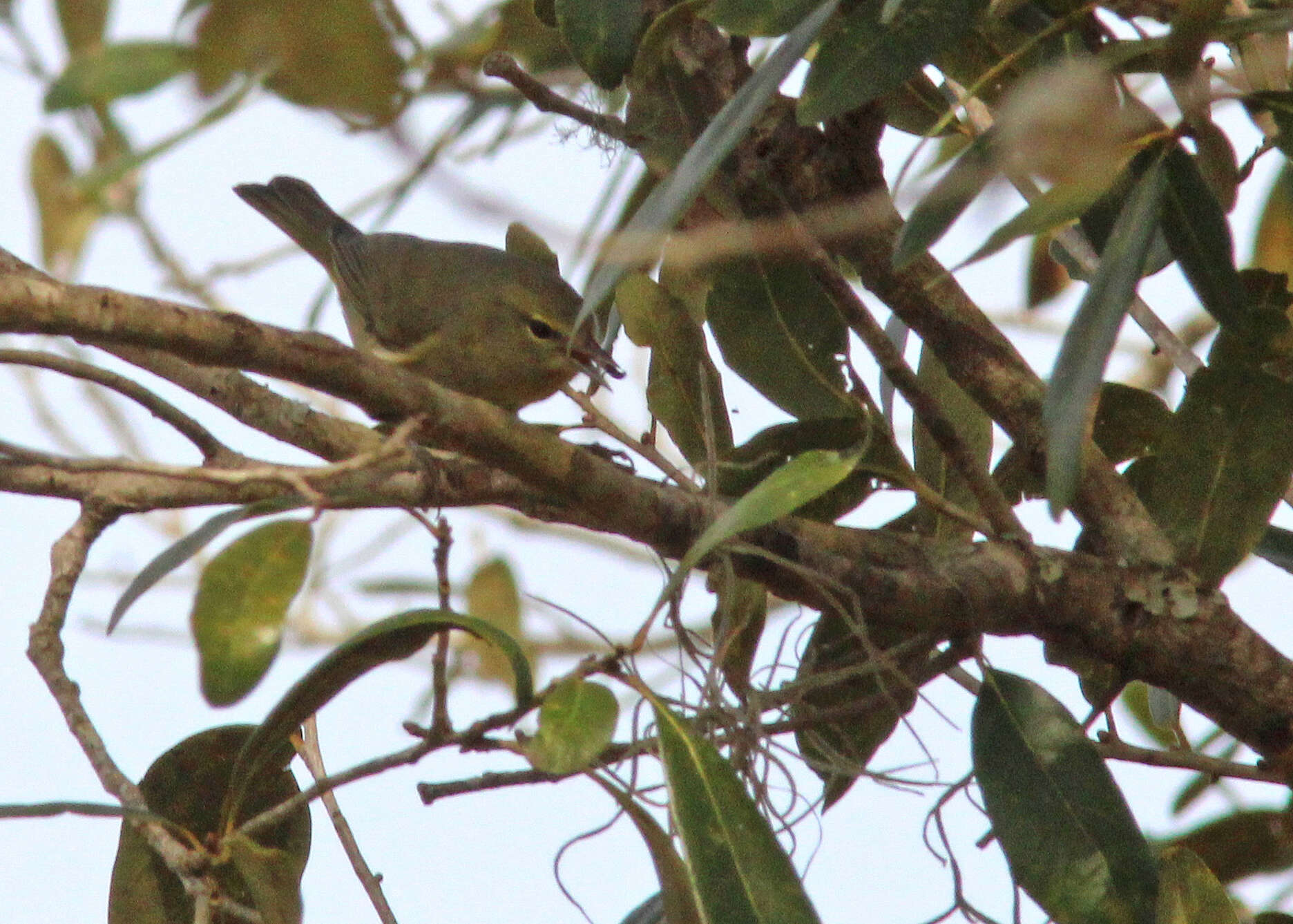 Image of Orange-crowned Warbler