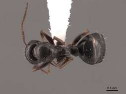 Image of Camponotus piceus (Leach 1825)