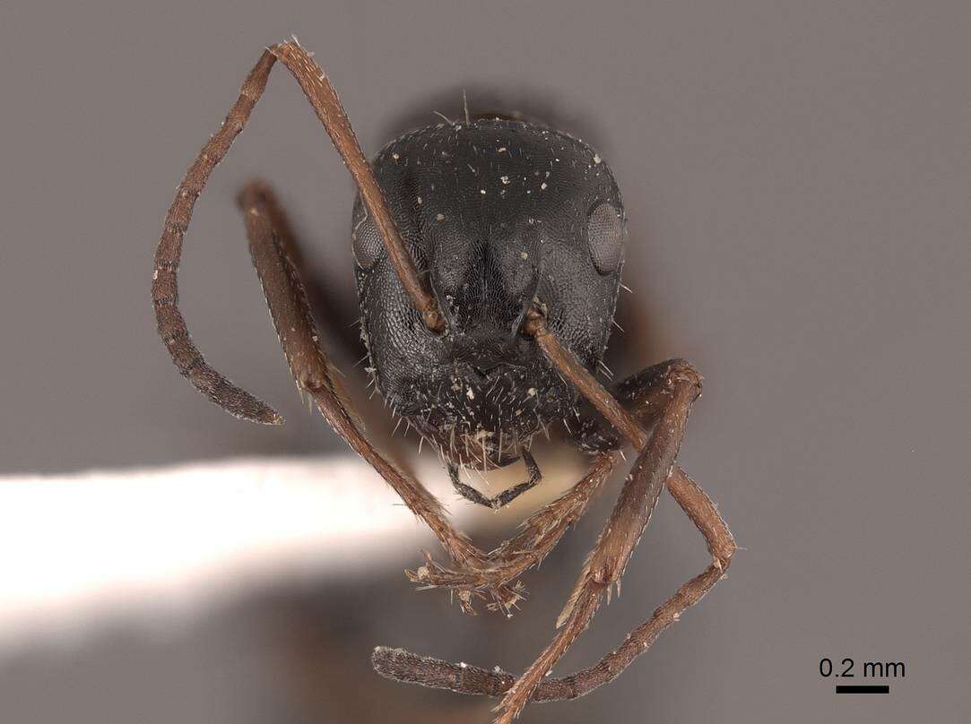 Image of Camponotus piceus (Leach 1825)