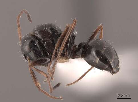 Image of Camponotus piceus (Leach 1825)