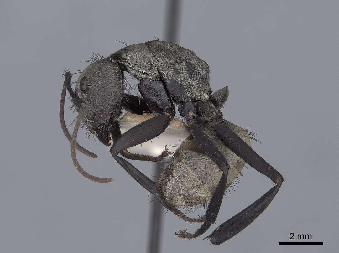 Image of Camponotus sericeiventris (Guerin-Meneville 1838)