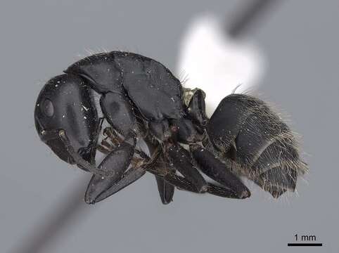 Image of Camponotus vagus (Scopoli 1763)