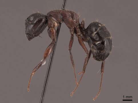 Image of Carpenter ant