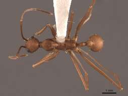 Image of Aphaenogaster phalangium Emery 1890