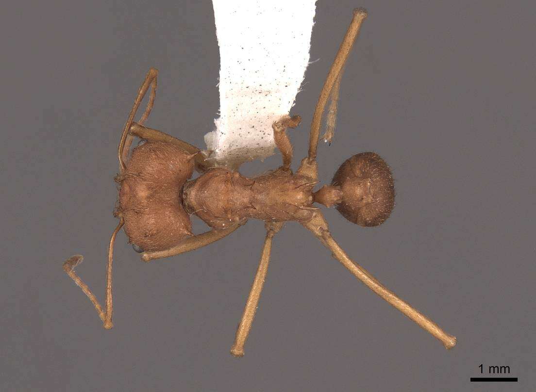 Image of Texas Leaf Cutting Ant