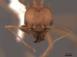 Image of Texas Leaf Cutting Ant