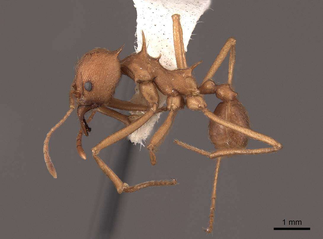 Image of Texas Leaf Cutting Ant