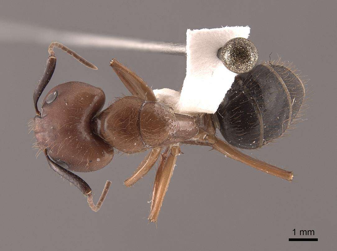 Image of Florida Carpenter Ant