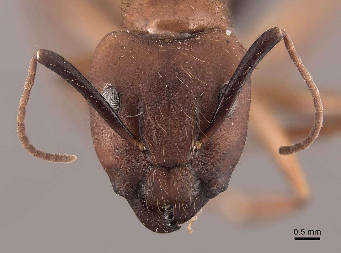 Image of Florida Carpenter Ant