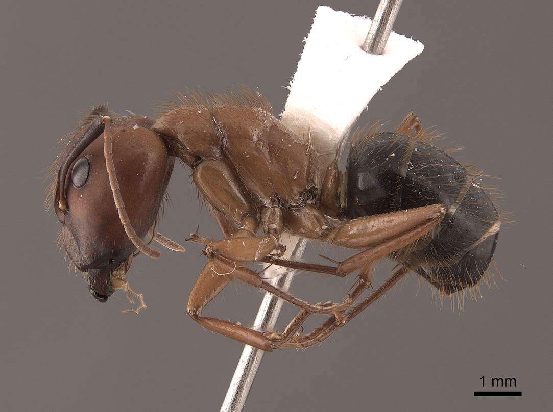 Image of Florida Carpenter Ant