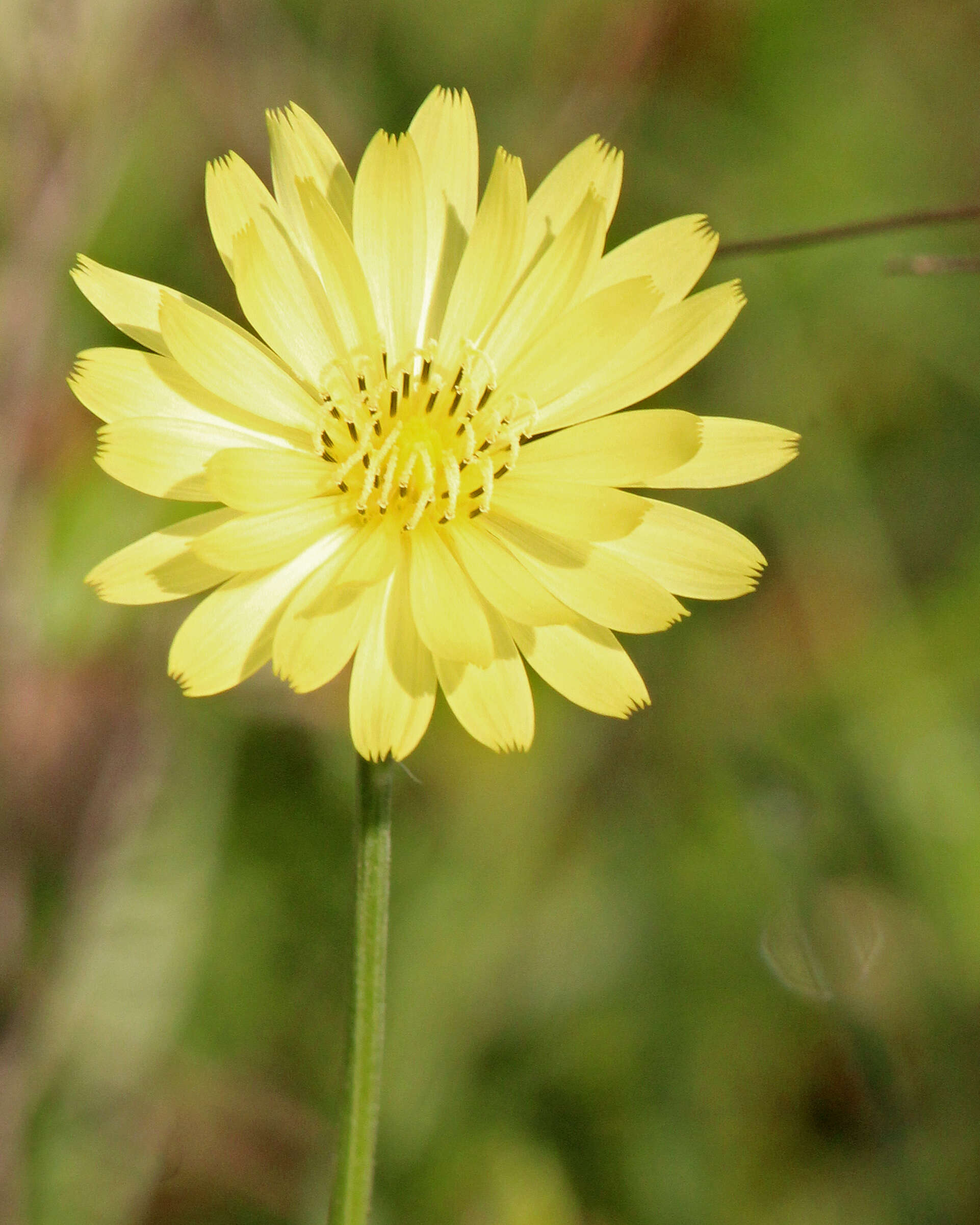 Image of Carolina desert-chicory