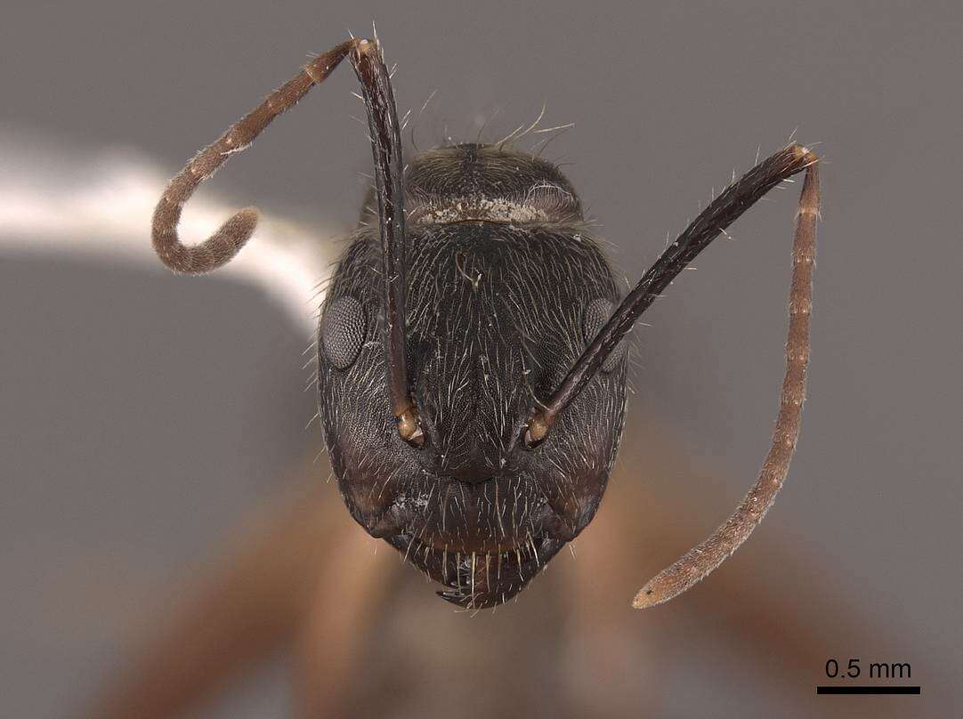 Plancia ëd Camponotus femoratus (Fabricius 1804)