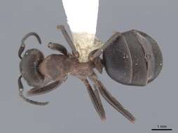 Image of Scottish wood ant