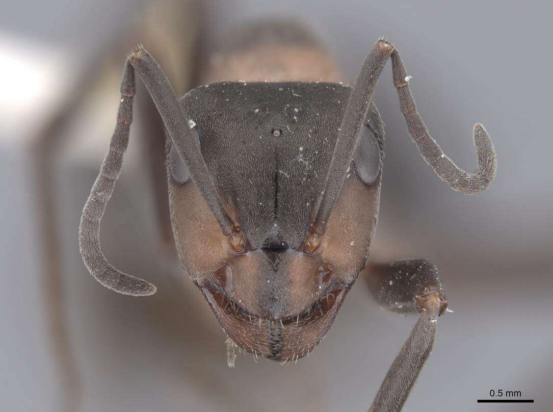 Image of Scottish wood ant