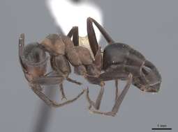 Image of Scottish wood ant