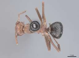 Image of Allegheny Mound Ant