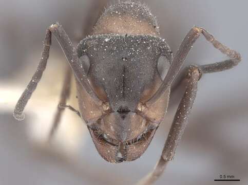 Image of Black-backed meadow ant